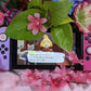 Sakura Blossom Flower Thumb Grips for the Nintendo Switch/Lite/Oled